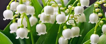 muguet